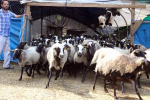 Bursa'da kurbanlık fiyatlarını ucuzlatacak girişim