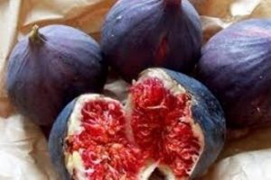 Bursa siyah incirinin ihracat yolculuğu başladı