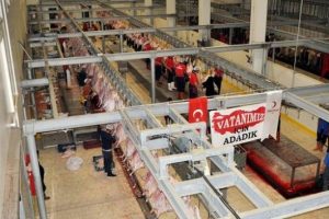 15 Temmuz adağı... Bin koyun kestirdi