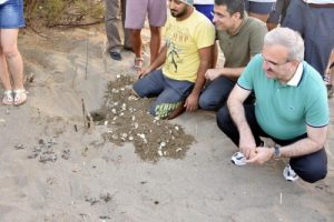 Vali Karaloğlu: Caretta carettaların da valisiyim