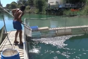 Yarım milyondan fazla alabalık telef oldu