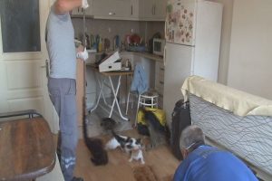 Bursa'da &ccedil;ekyatın i&ccedil;inden onlarca kedi fırladı!