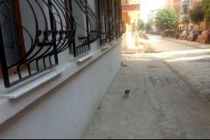 Bah&ccedil;ede mahsur kalan yavru kediyi itfaiye kurtardı