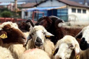 Kurban fiyatları a&ccedil;ıklandı