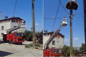 Bursa'da yaralı leylek yavrusu yuvasına kavuştu