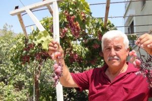 Silifke'de &uuml;z&uuml;mler dalında kurudu