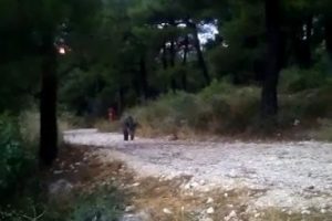 Bursa Atat&uuml;rk Kent Ormanı'nı domuzlar bastı!