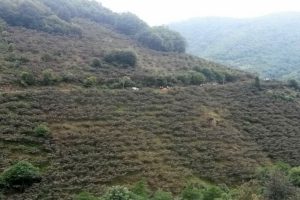 Fındık toplamaya giderken &ouml;l&uuml;me gittiler