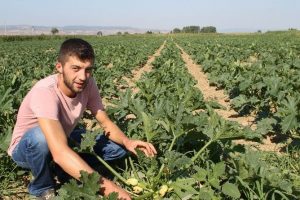 Yenişehir'den Avrupa'ya kabak re&ccedil;eli
