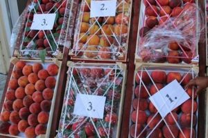 Rusya d&ouml;rt g&ouml;zle bu şeftalileri bekliyor