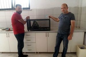 Koruma altına alınan maymun Bursa'ya getirildi