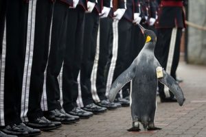 Kraliyet alayı pengueni general yaptı