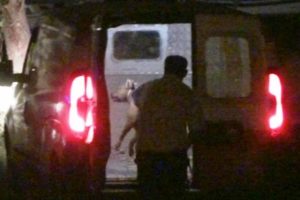 Balıkesir'de pitbull dehşeti: 3 yaralı