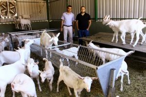 Bursa'da bu ke&ccedil;iler yılda 1 ton s&uuml;t veriyor