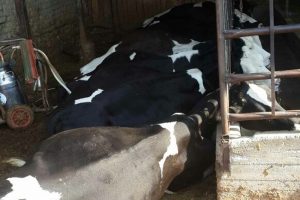 Elektrik ka&ccedil;ağı 18 ineği telef etti