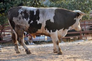 1,2 tonluk boğa alıcı bekliyor