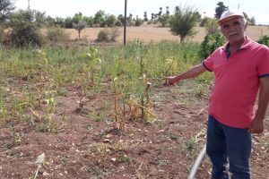 Domuzsavar Bursa'da &ccedil;ift&ccedil;ilerin umudu oldu