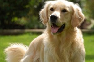 K&ouml;pekler kelimeleri ayırt edebiliyor