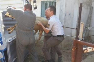 Hayvan hırsızlarına kurban operasyonu