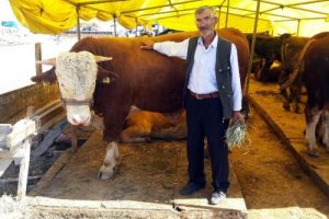 Bursa'daki 1 tonluk 'Dadaş'ın bakıcısı &ccedil;ok, alıcısı yok