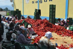 Bursa İneg&ouml;l'den Hollanda'ya sal&ccedil;a ihracatı