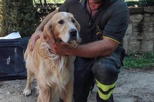 Mucize k&ouml;pek Romeo İtalya'da depremden 10 g&uuml;n sonra kurtarıldı