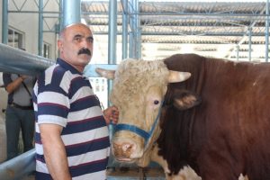 Otomobil fiyatına kurbanlık