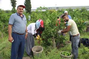 Mandalinada ilk hasat yapıldı