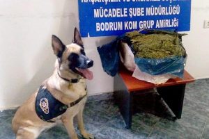 Kargoyla gelen sarımsak kolisinden esrar &ccedil;ıktı