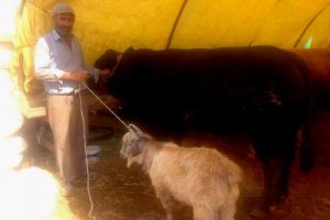 17 bin TL'lik boğayı alana ke&ccedil;i bedava