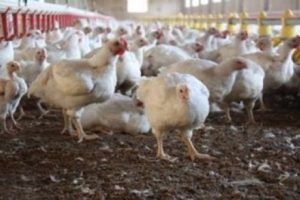Bursa'da tavuk dışkısını "verimli toprağa" d&ouml;n&uuml;şt&uuml;r&uuml;yor