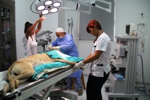 İlk kadın veteriner cerrahlar bir ilke imza atma peşinde