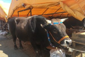 Otomobil fiyatına dana