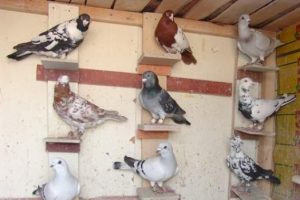 Bursa'da iş yeri bah&ccedil;esinde g&uuml;vercin hırsızlığı