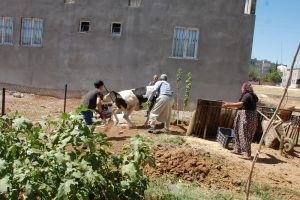 Ka&ccedil;an dana saatler sonra yakalanabildi