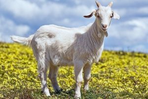 Bursa Uludağ'ın ke&ccedil;ilerine bayram rağbeti