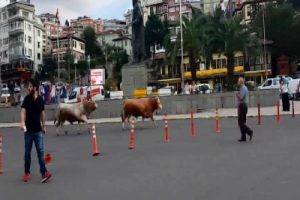 Ahırdan ka&ccedil;an danalar Rize'yi birbirine kattı