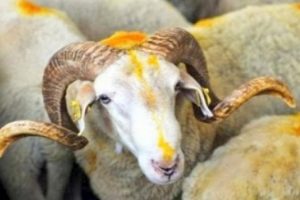 K&uuml;&ccedil;&uuml;kbaş, dar gelirlinin umudu oldu