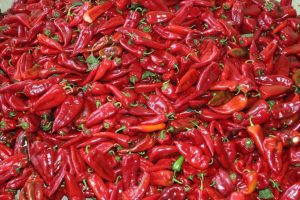 Bursa'da biber &uuml;reticisine bayram m&uuml;jdesi