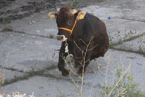 Ka&ccedil;tılar, 3 kişiyi yaraladılar, iğneyle yakalandılar