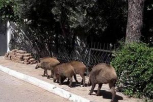 Marmaris'te sokakta domuz s&uuml;r&uuml;s&uuml;