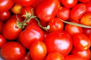 Domates &uuml;reticisinin y&uuml;z&uuml; g&uuml;ld&uuml;