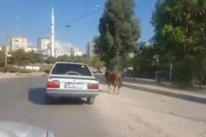 Ka&ccedil;ak boğa ortalığı birbirine kattı