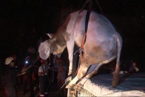 Havalandırma boşluğuna d&uuml;şen boğa vin&ccedil;le kurtarıldı