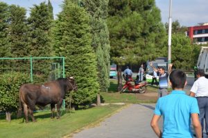Bursa'da ka&ccedil;an boğa caddeleri birbirine kattı