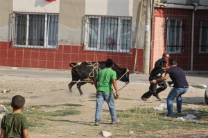 Bursa'da matadorları aratmayan g&ouml;r&uuml;nt&uuml;ler yaşandı