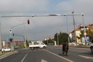 Ka&ccedil;an boğa trafiği birbirine kattı