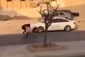 Sahibinden ka&ccedil;an kurbanlığa otomobil &ccedil;arptı