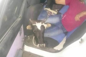 Otomobille inek hırsızlığı
