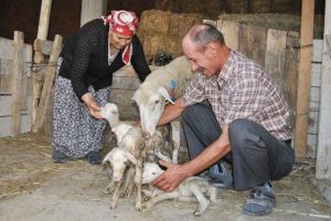 Beşiz doğuran koyun herkesi şaşkına &ccedil;evirdi